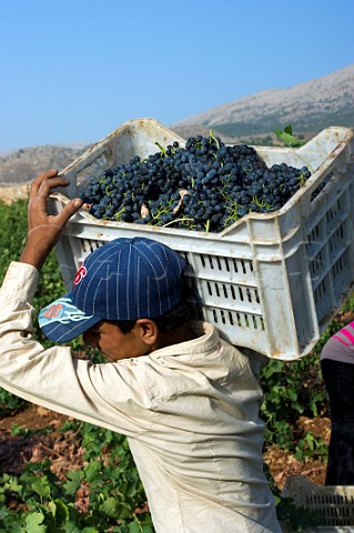 Harvesting grapes in vineyard of Chateau Kefraya Kefraya Bekaa Valley Lebanon