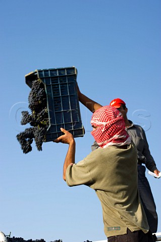 Harvesting grapes in vineyard of Chateau Kefraya Kefraya Bekaa Valley Lebanon