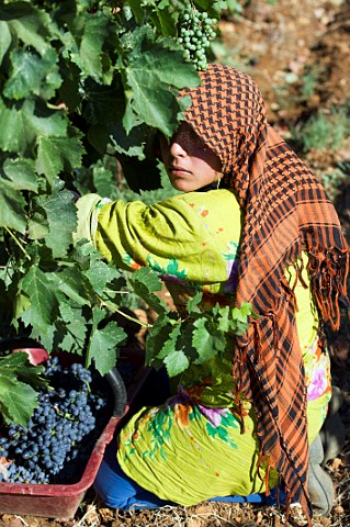 Harvesting grapes in the Tall Dnoub vineyard of Chateau Ksara Bekaa Valley Lebanon