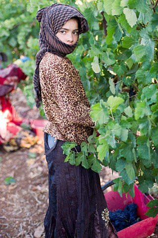 Harvesting grapes in the Khorbet Kanafer vineyard of Chateau Ksara Bekaa Valley Lebanon