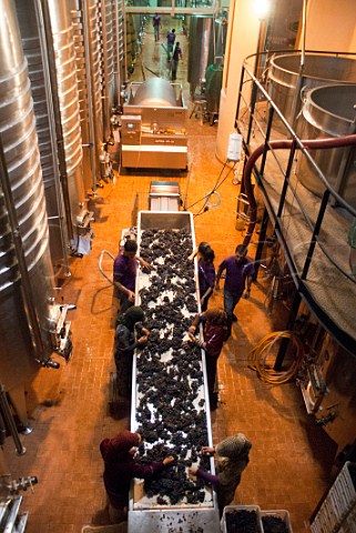 Sorting grapes as they arrive at the winery of Tanal Property makers of Massaya wine Bekaa Valley Lebanon