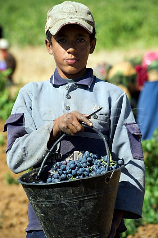 Young boy picking grapes in vineyard of Chateau Musar Aana Bekaa Valley Lebanon