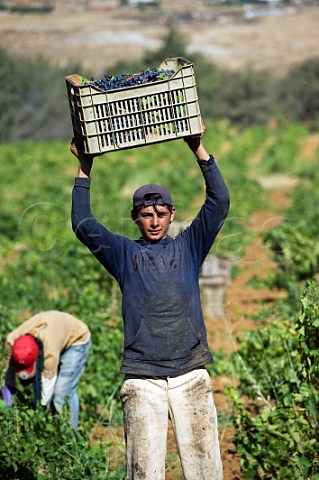 Harvesting grapes in vineyard of Chateau Musar Aana Bekaa Valley Lebanon