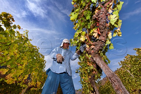 Picking Carmenre grapes in vineyard of Altair Cachapoal Valley Chile Rapel