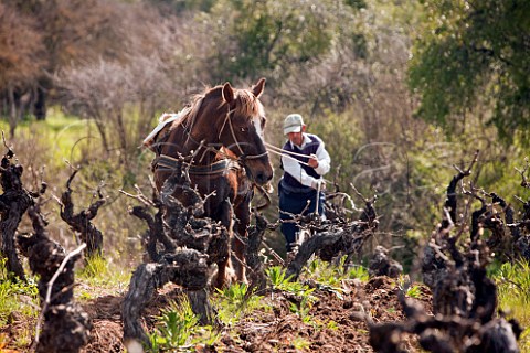 Ploughing with horse in 100year old Carignan vineyard Sauzal Maule Valley Chile