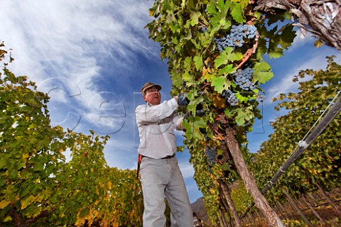 Picking Carmenre grapes in vineyard of Altair Cachapoal Valley Chile Rapel