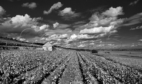 Cabotte in the Bouchard Pre et Fils section of Le Montrachet vineyard  PulignyMontrachet Cte dOr France  Cte de Beaune Grand Cru