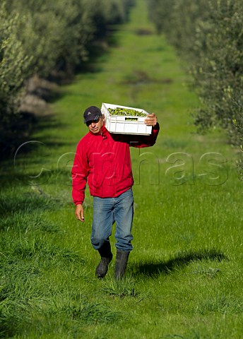 Worker carrying crate of harvested olives Olive Oil DeLeyda Leyda Valley Chile