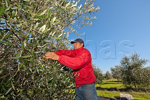 Hand harvesting of olives at Olive Oil DeLeyda Leyda Valley Chile