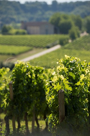 Vineyard of Chteau Cap de Faugres SainteColombe Gironde France  Ctes de Castillon  Bordeaux