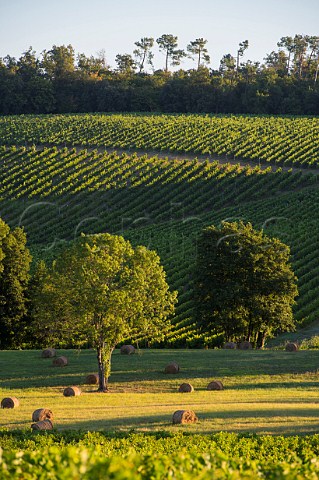 Vineyards near Capian Gironde France  Premires Ctes de Bordeaux  EntreDeuxMers