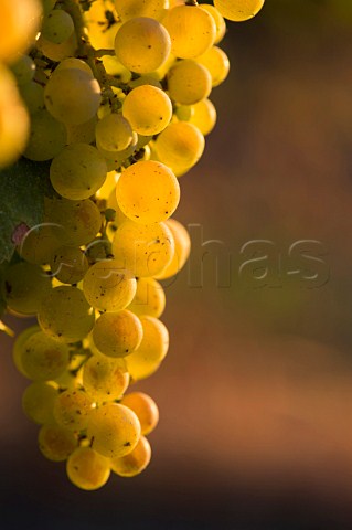 Semillon grapes  Capian Gironde France Premires Ctes de Bordeaux  EntreDeuxMers