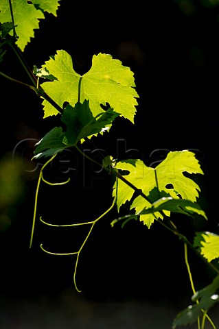 Merlot vine leaves and tendrils Langoiran Gironde France Premires Ctes de Bordeaux  EntreDeuxMers