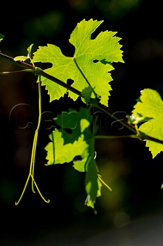 Merlot vine leaves and tendrils Langoiran Gironde France Premires Ctes de Bordeaux  EntreDeuxMers