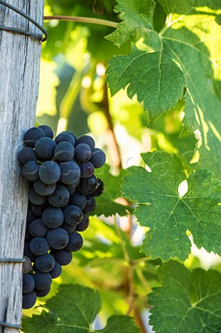 Merlot grapes and leaves  Langoiran Gironde France Premires Ctes de Bordeaux  EntreDeuxMers