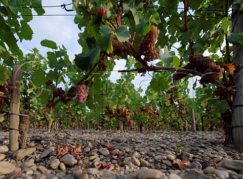 Sauvignon Gris vines on gravel soil at Chteau HautBrion Pessac Gironde France  PessacLognan  Bordeaux