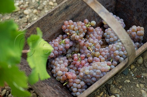 Picking Sauvignon Gris grapes on first day of 2012 harvest at Chteau HautBrion Pessac Gironde France  PessacLognan  Bordeaux
