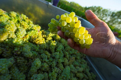 Semillon grapes harvest at Chteau Carbonnieux Lognan Gironde France PessacLognan  Bordeaux