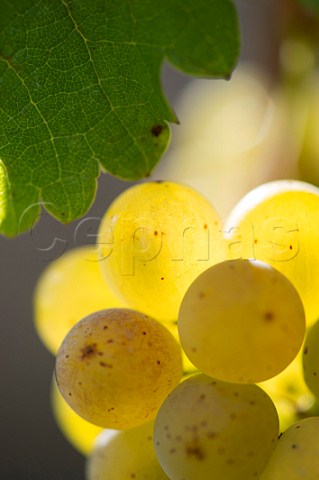 Semillon grapes in vineyard of Chteau Carbonnieux Lognan Gironde France PessacLognan  Bordeaux