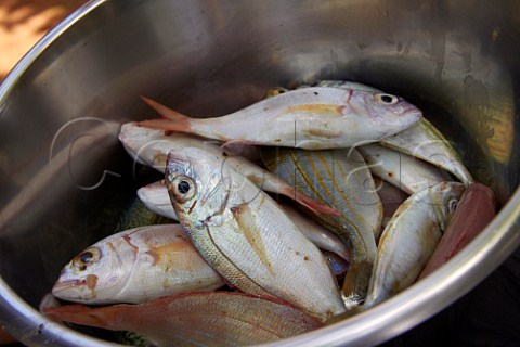 Freshly caught Karenteen Sea Bream Durban South Africa