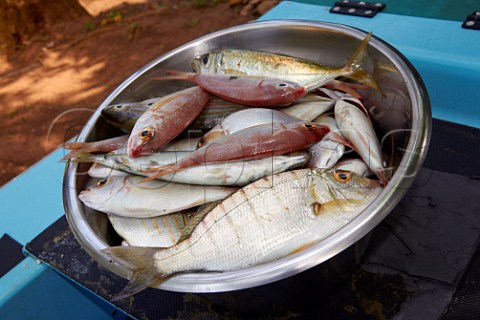 Freshly caught Karenteen Sea Bream Durban South Africa