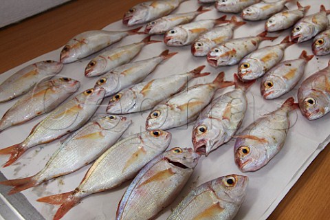Freshly caught Karenteen Sea Bream Durban South Africa