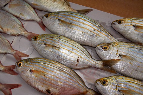 Freshly caught Karenteen Sea Bream Durban South Africa