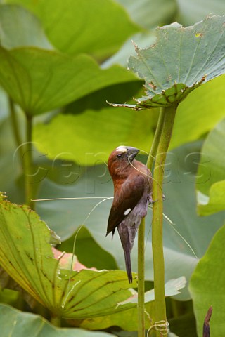 ThickBilled Weaver starting to build a nest Amanzimtoti KwaZuluNatal South Africa