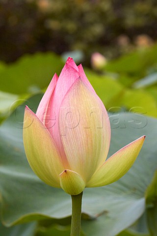 Pink Lotus flower in bud Amanzimtoti KwaZuluNatal South Africa