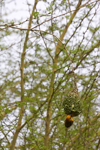 Masked Weaver building a nest Amanzimtoti KwaZuluNatal South Africa