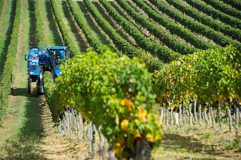 Machine harvesting in vineyard at Mourens Gironde France  Premires Ctes de Bordeaux  Bordeaux
