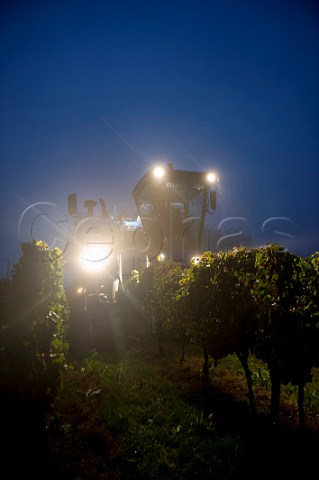 Machine harvesting in vineyard at dawn  Capian Gironde France  Premires Ctes de Bordeaux
