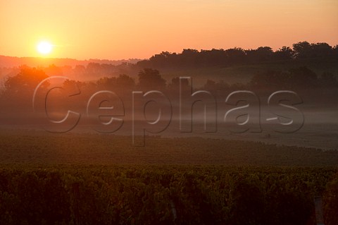 Sunrise over vineyards at Targon Gironde France   Bordeaux HautBenauge