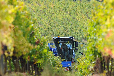 Machine harvesting in vineyard at Tabanac Gironde France Premires Ctes de Bordeaux