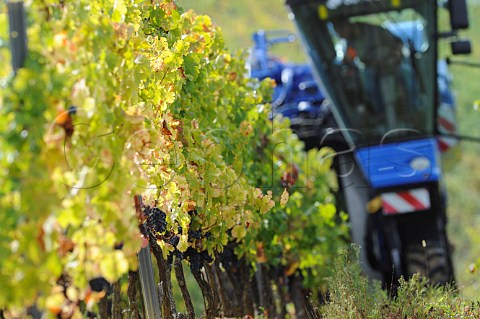 Machine harvesting in vineyard at Tabanac Gironde France Premires Ctes de Bordeaux