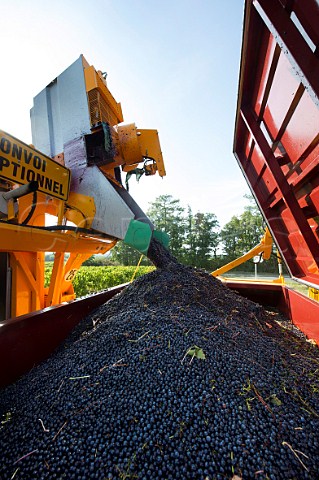 Machine harvester tipping Merlot grapes into trailer Ladaux Gironde France  Bordeaux HautBenauge