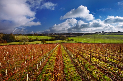 The Wooldings vineyard of Coates  Seely in late autumn Whitchurch Hampshire England