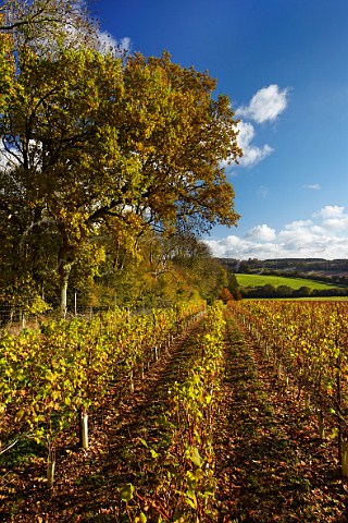 The Wooldings vineyard of Coates  Seely in late autumn Whitchurch Hampshire England
