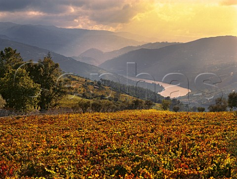 Vineyard of Quinta do Cotto above the Douro River  Cidadelhe near Peso da Regua Portugal