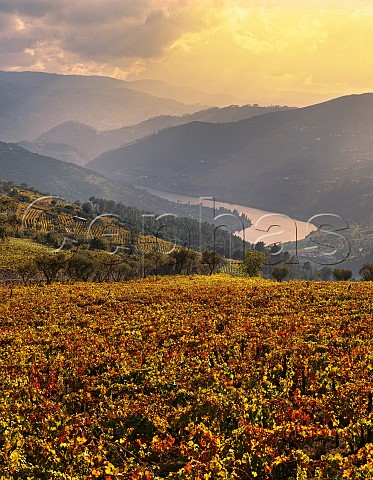 Vineyard of Quinta do Cotto above the Douro River  Cidadelhe near Peso da Regua Portugal