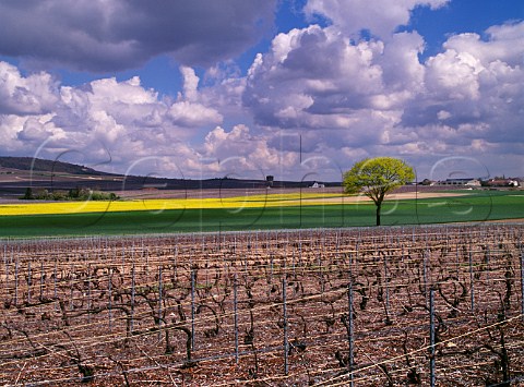 Early spring colours between vineyards at Bouzy Marne France Montagne de Reims  Champagne
