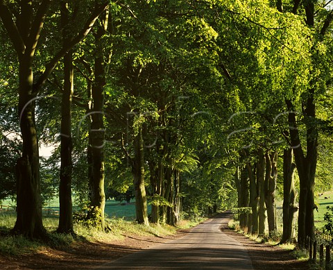 Avenue of Beech Trees on the North Downs near Great Bookham Surrey England