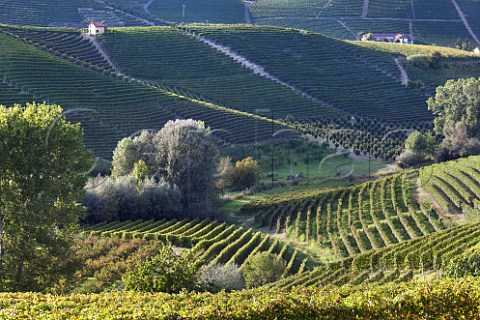 The Cannubi vineyard of E Pira E Figli Barolo Piemonte Italy Barolo