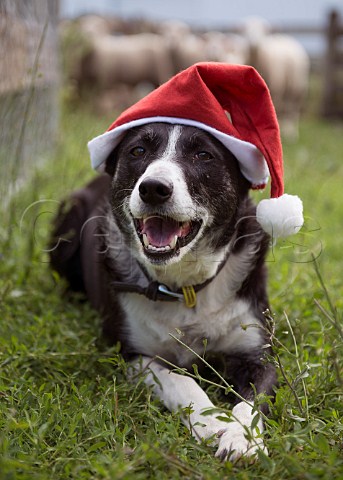 Sheepdog wearing a Santa hat