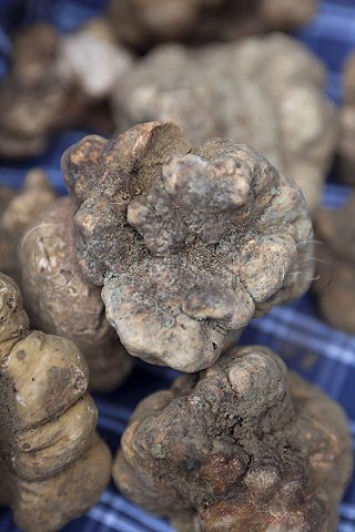 White truffles Alba Piemonte Italy