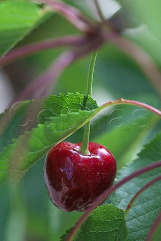 Moretta cherry on the tree Italy