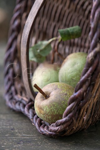 Pears in a basket Variety Vernia