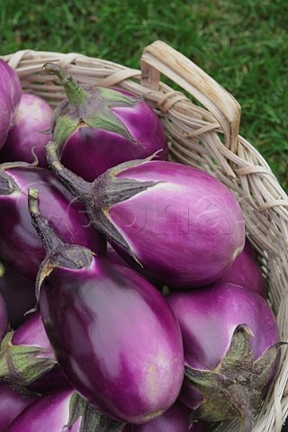 Basket of aubergines