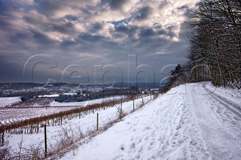 Bridleway above vineyard of Denbies Estate with Dorking in the distance Surrey England