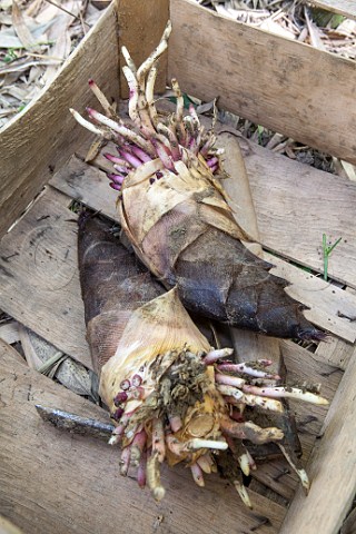 Edible bamboo shoots  phillostahys edules